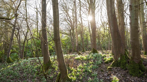 Sunlight peeking through winter trees on the Sherborne Park Estate, Gloucestershire